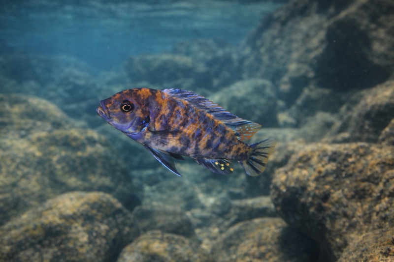 Maylandia estherae 'Minos Reef'